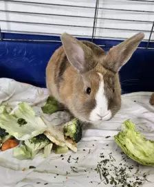 Daichi – Zwergkaninchen, Männchen, 1 Jahr, 26389 Wilhelmshaven – Foto 3