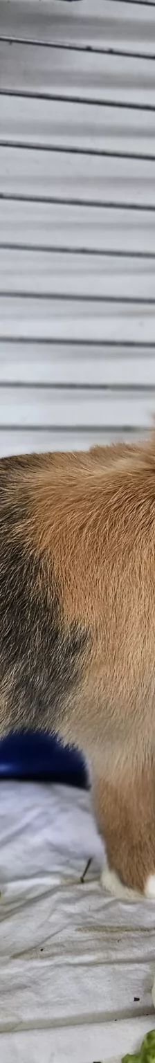 Daichi – Zwergkaninchen, Männchen, 1 Jahr, 26389 Wilhelmshaven – Foto 4