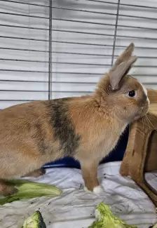 Daichi – Zwergkaninchen, Männchen, 1 Jahr, 26389 Wilhelmshaven – Foto 5