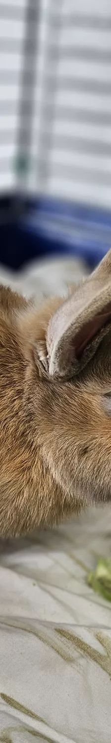 Daichi – Zwergkaninchen, Männchen, 1 Jahr, 26389 Wilhelmshaven – Foto 6