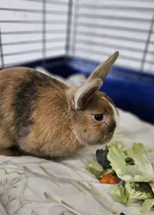 Daichi – Zwergkaninchen, Männchen, 1 Jahr, 26389 Wilhelmshaven – Foto 7