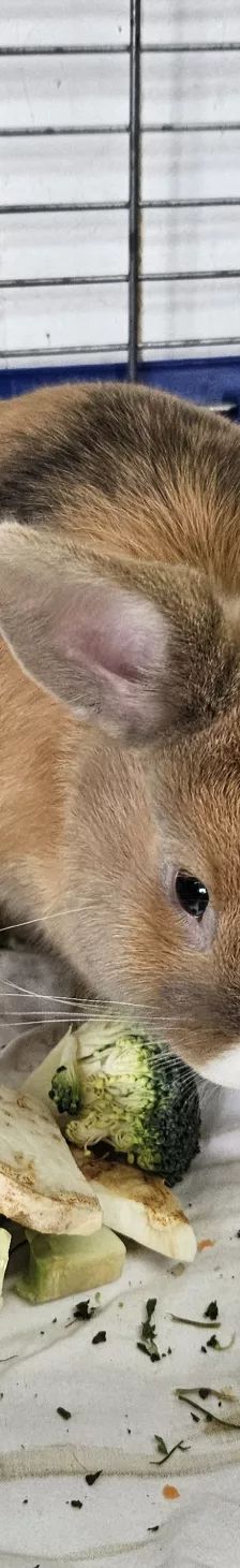 Daichi – Zwergkaninchen, Männchen, 1 Jahr, 26389 Wilhelmshaven – Foto 8