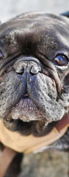 Nokart – Französische Bulldogge, Männchen, 6 Jahre 9 Monate, 13057 Berlin – Foto 1