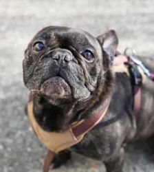 Nokart – Französische Bulldogge, Männchen, 6 Jahre 9 Monate, 13057 Berlin – Foto 2