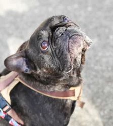 Nokart – Französische Bulldogge, Männchen, 6 Jahre 9 Monate, 13057 Berlin – Foto 3