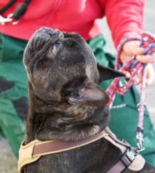 Nokart – Französische Bulldogge, Männchen, 6 Jahre 9 Monate, 13057 Berlin – Foto 4
