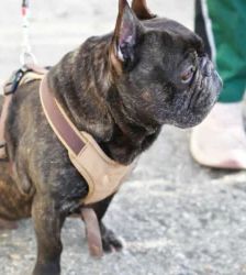 Nokart – Französische Bulldogge, Männchen, 6 Jahre 9 Monate, 13057 Berlin – Foto 5