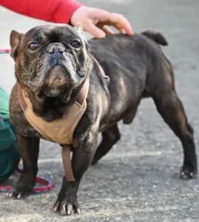 Nokart – Französische Bulldogge, Männchen, 6 Jahre 9 Monate, 13057 Berlin – Foto 6
