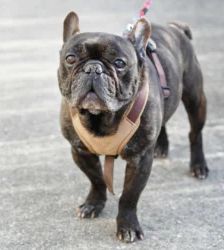 Nokart – Französische Bulldogge, Männchen, 6 Jahre 9 Monate, 13057 Berlin – Foto 7