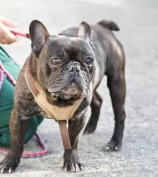 Nokart – Französische Bulldogge, Männchen, 6 Jahre 9 Monate, 13057 Berlin – Foto 8