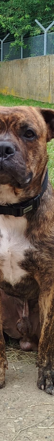 Spencer – Staffordshire Mischling, Männchen, 2 Jahre, 97525 Schwebheim – Foto 1