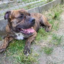 Spencer – Staffordshire Mischling, Männchen, 2 Jahre, 97525 Schwebheim – Foto 4