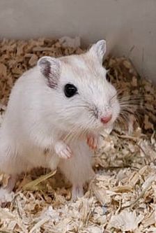 Nobbi – Mongolische Rennmaus (Gerbil), Männchen, Alter unbekannt, 90537 Feucht – Foto 1
