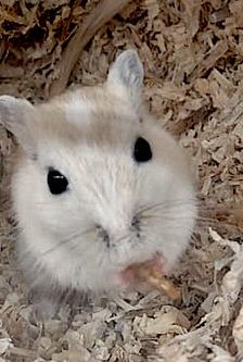 Nobbi – Mongolische Rennmaus (Gerbil), Männchen, Alter unbekannt, 90537 Feucht – Foto 2