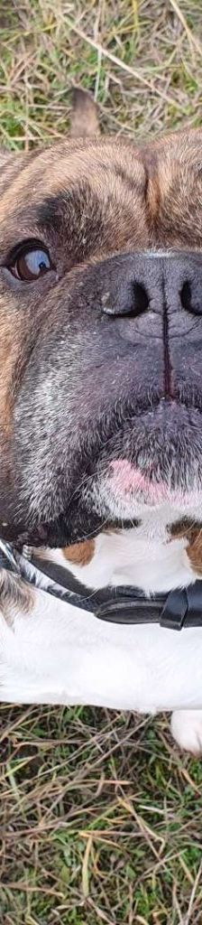 Viet – Englischer Bulldoggen-Mix, Männchen, 8 Jahre 3 Monate, 13057 Berlin – Foto 1