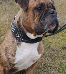 Viet – Englischer Bulldoggen-Mix, Männchen, 8 Jahre 3 Monate, 13057 Berlin – Foto 2
