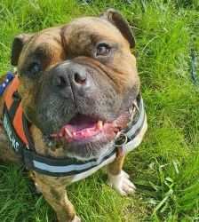 Viet – Englischer Bulldoggen-Mix, Männchen, 8 Jahre 3 Monate, 13057 Berlin – Foto 3