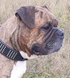 Viet – Englischer Bulldoggen-Mix, Männchen, 8 Jahre 3 Monate, 13057 Berlin – Foto 4