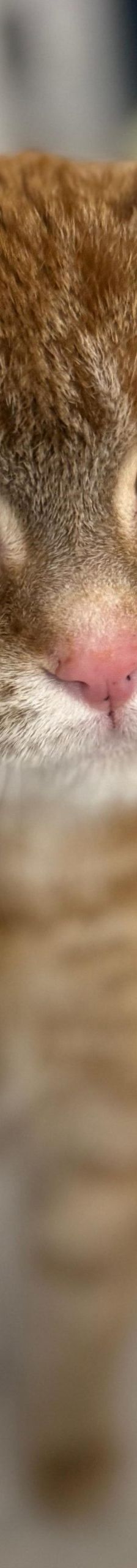 Timmy – EKH, Männchen, Alter unbekannt, 97816 Lohr – Foto 1