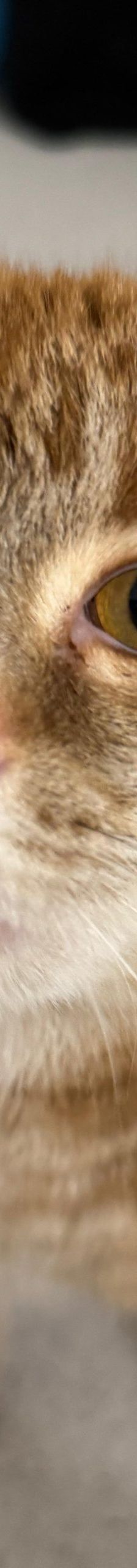 Timmy – EKH, Männchen, Alter unbekannt, 97816 Lohr – Foto 2