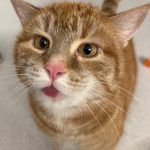 Timmy – EKH, Männchen, Alter unbekannt, 97816 Lohr – Foto 3