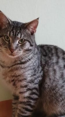 Roy – Katze, Männchen, 3 Jahre 8 Monate, 39576 Stendal – Foto 1