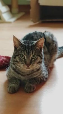 Roy – Katze, Männchen, 3 Jahre 8 Monate, 39576 Stendal – Foto 2