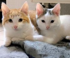 Roy – Katze, Männchen, 3 Jahre 8 Monate, 39576 Stendal – Foto 17