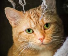 Roy – Katze, Männchen, 3 Jahre 8 Monate, 39576 Stendal – Foto 20