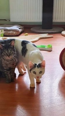 Roy – Katze, Männchen, 3 Jahre 8 Monate, 39576 Stendal – Foto 3