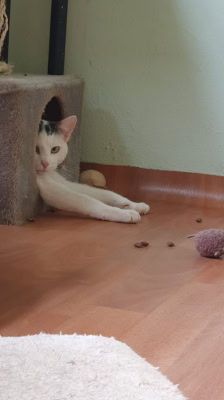 Roy – Katze, Männchen, 3 Jahre 8 Monate, 39576 Stendal – Foto 4