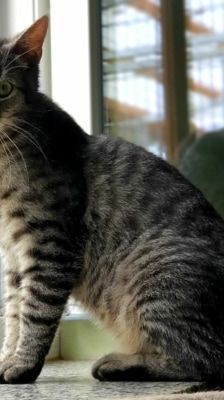 Roy – Katze, Männchen, 3 Jahre 8 Monate, 39576 Stendal – Foto 5