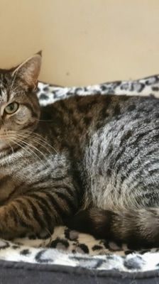 Roy – Katze, Männchen, 3 Jahre 8 Monate, 39576 Stendal – Foto 6