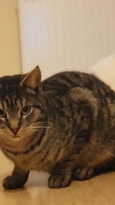 Roy – Katze, Männchen, 3 Jahre 8 Monate, 39576 Stendal – Foto 7