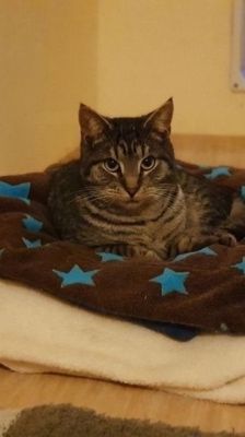 Roy – Katze, Männchen, 3 Jahre 8 Monate, 39576 Stendal – Foto 8