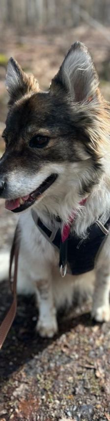 Vicky – Wolfsspitz Mix, Weibchen, 6 Jahre 10 Monate, 37520 Osterode – Foto 1