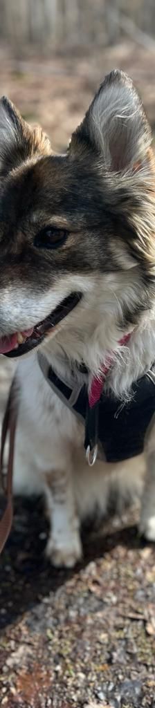 Vicky – Wolfsspitz Mix, Weibchen, 6 Jahre 10 Monate, 37520 Osterode – Foto 3