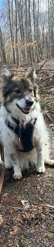 Vicky – Wolfsspitz Mix, Weibchen, 6 Jahre 10 Monate, 37520 Osterode – Foto 4