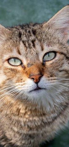 Gordinflas – Europäisch Kurzhaar, Männchen, 5 Jahre, 65520 Bad Camberg – Foto 1