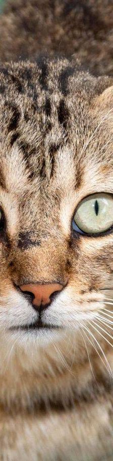 Gordinflas – Europäisch Kurzhaar, Männchen, 5 Jahre, 65520 Bad Camberg – Foto 13
