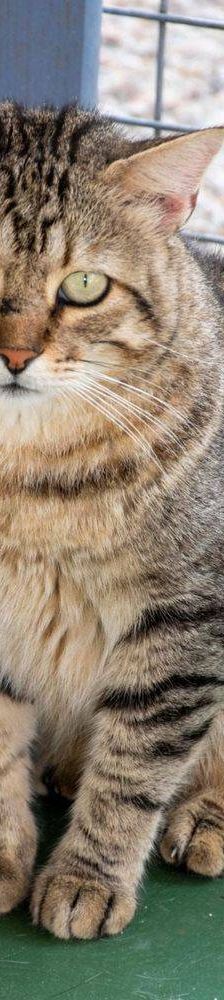 Gordinflas – Europäisch Kurzhaar, Männchen, 5 Jahre, 65520 Bad Camberg – Foto 14