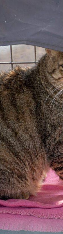 Gordinflas – Europäisch Kurzhaar, Männchen, 5 Jahre, 65520 Bad Camberg – Foto 18
