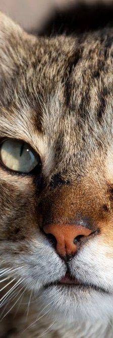 Gordinflas – Europäisch Kurzhaar, Männchen, 5 Jahre, 65520 Bad Camberg – Foto 20