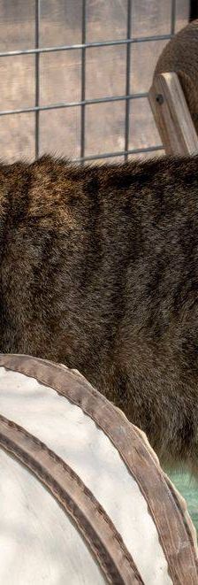 Gordinflas – Europäisch Kurzhaar, Männchen, 5 Jahre, 65520 Bad Camberg – Foto 24
