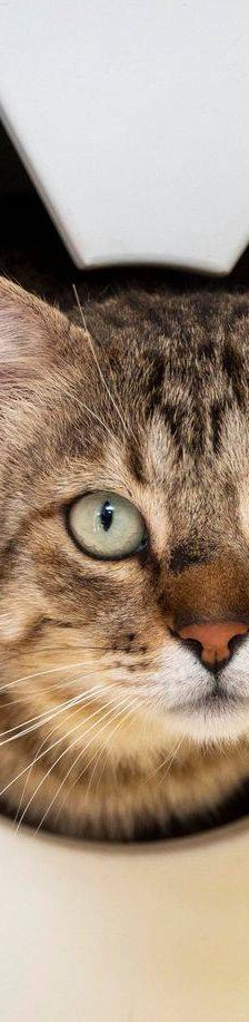 Gordinflas – Europäisch Kurzhaar, Männchen, 5 Jahre, 65520 Bad Camberg – Foto 4