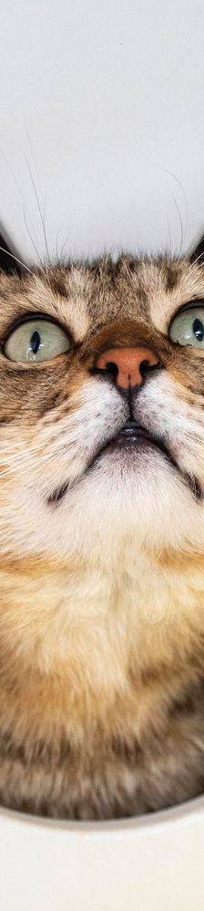 Gordinflas – Europäisch Kurzhaar, Männchen, 5 Jahre, 65520 Bad Camberg – Foto 5