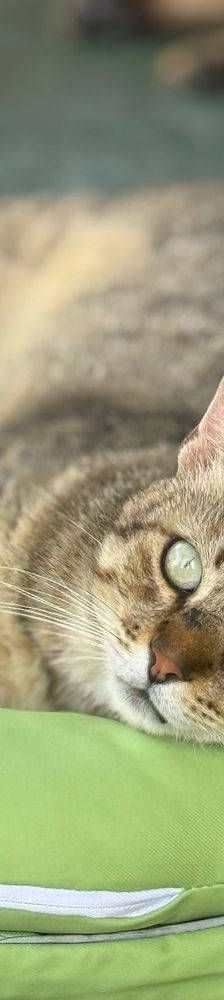 Gordinflas – Europäisch Kurzhaar, Männchen, 5 Jahre, 65520 Bad Camberg – Foto 8