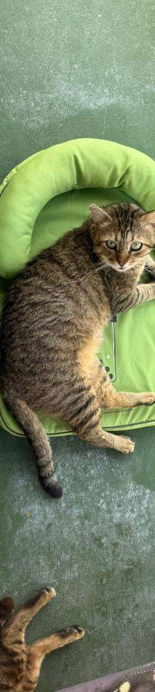 Gordinflas – Europäisch Kurzhaar, Männchen, 5 Jahre, 65520 Bad Camberg – Foto 9