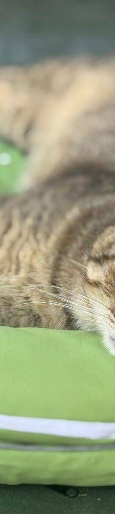 Gordinflas – Europäisch Kurzhaar, Männchen, 5 Jahre, 65520 Bad Camberg – Foto 10