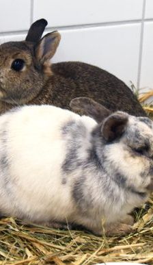 Doro – Zwergkaninchen, Weibchen, 5 Jahre, 90537 Feucht – Foto 1